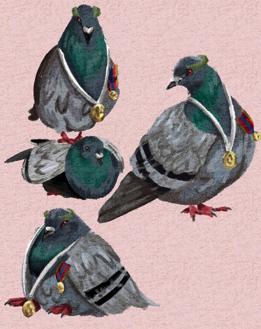 Pigeon